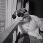 MetaWheel的个人资料头像