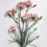 小燕4761头像