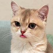 可凡不凡的个人资料头像
