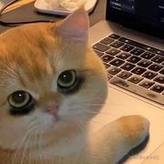 which_pwd的个人资料头像
