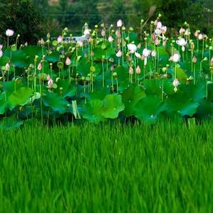 爱搞钱的阿花头像