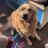 无敌小旋猫头像