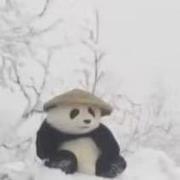 cxacswx的个人资料头像