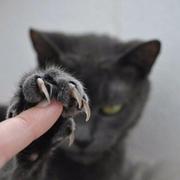 ChocKing的个人资料头像