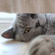 tiny_six的个人资料头像