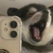 修狗时分的个人资料头像