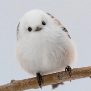 行则至的个人资料头像