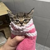 小钱dreamcar历险记头像