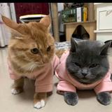 知行合一7266头像