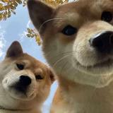 紫仓君cc头像