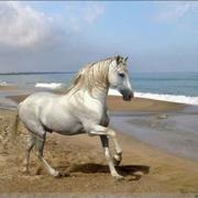 长城内外的个人资料头像