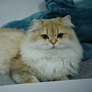 一只coder的个人资料头像