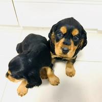 横行霸道恺头像