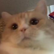 defender的个人资料头像