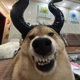华爽966头像