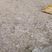 番茄3681617187705676头像