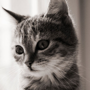 星雨漂流的个人资料头像