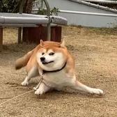 凯迪拉克CC头像