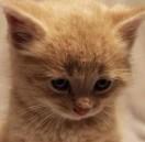 冰鉴的个人资料头像