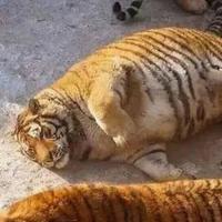 食物链顶端的大魔王头像