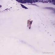 啃肉喂的个人资料头像