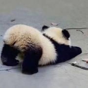 wode用户名的个人资料头像
