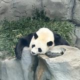 leno海绵头像