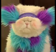 zoezoe的个人资料头像