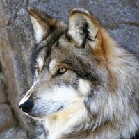 莫辛-纳甘961头像