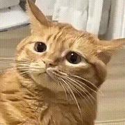 RichToo的个人资料头像