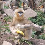 一只小猴叽头像