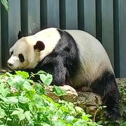 LVZ的个人资料头像