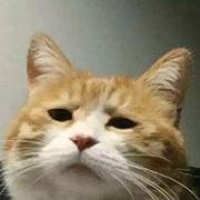 西集的个人资料头像