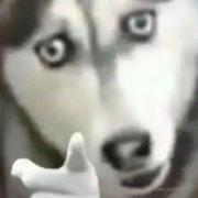 三狗的个人资料头像