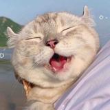 养了只猫喵喵头像