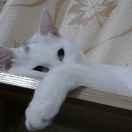 张磊在掘金39883的个人资料头像