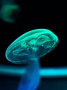 AHOPEL的个人资料头像