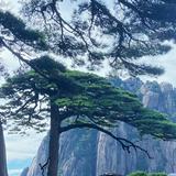 探索TV头像