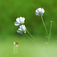 轻舞飞扬头像