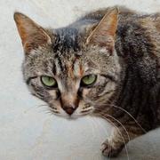 煤球有几个窟窿的个人资料头像