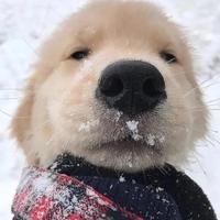 忽晚头像