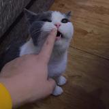 蹬鼻子会上脸头像