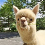 羊驼医生的个人资料头像