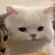 Weson的个人资料头像