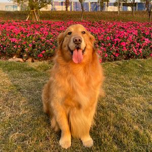 谷小Q头像