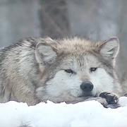 炎熔的个人资料头像