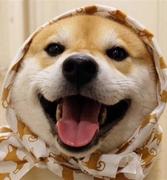 kang骚Log的个人资料头像