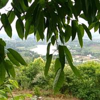 儒雅明月QXz头像