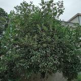 chenyimin1314头像