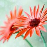 快乐黄桃5t2头像